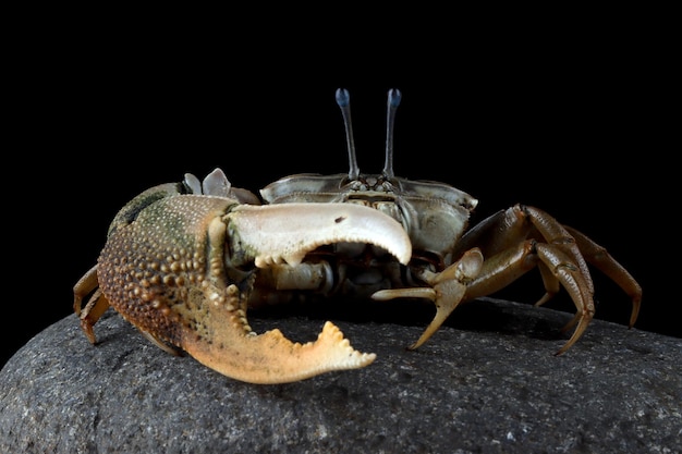 Kostenloses Foto fiedlerkrabbe nahaufnahme auf stein comando krabbe uca vocans nahaufnahme gelbe geigenkrabbe