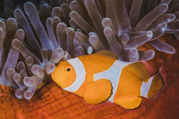 Findet Nemo