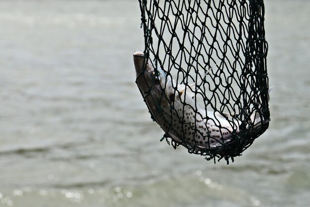 Fisch, der von einem Fischernetz mitten im Meer umgeleitet wird