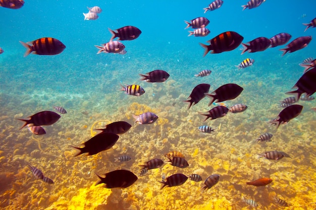 Fische im Korallenriffgebiet