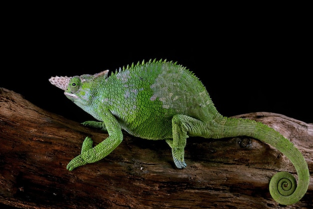 Fischer-Chamäleon-Nahaufnahme mit schwarzem Hintergrund Fischer-Chamäleon-Nahaufnahme