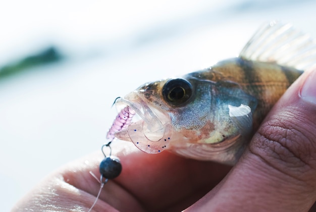 Kostenloses Foto fischer, der fische gefangen unter verwendung des künstlichen köders hält