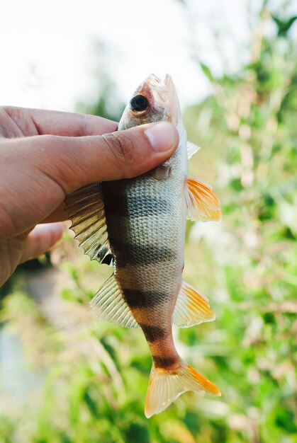 Fisher, der gefangene Fische gegen unscharfen Hintergrund zeigt