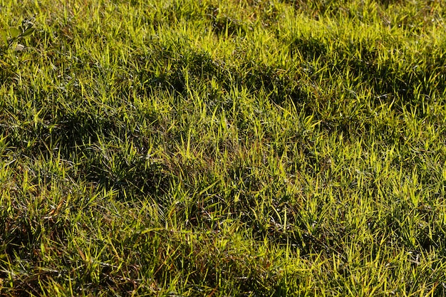 Flach liegendes grünes Gras