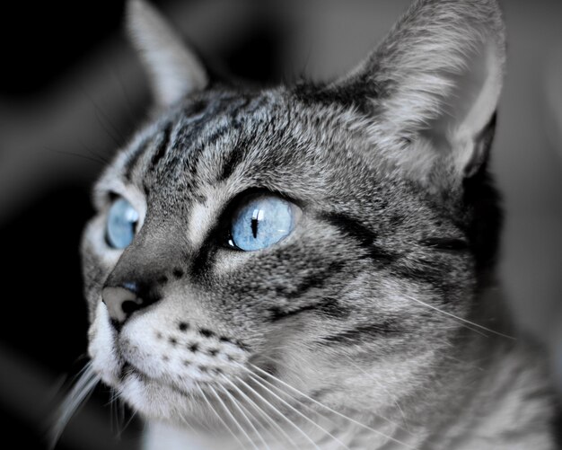 Flache Fokusaufnahme einer blauäugigen kurzhaarigen Hauskatze