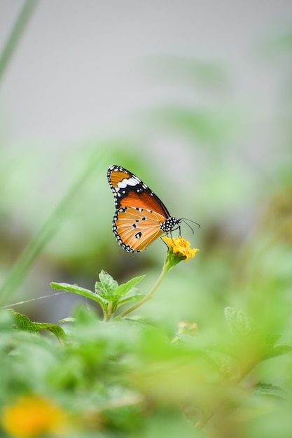Flache Fokusaufnahme eines orangefarbenen Schmetterlings auf einer gelben Blume