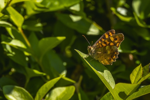 Flache Fokusaufnahme eines schönen Schmetterlings, der auf einer Pflanze sitzt
