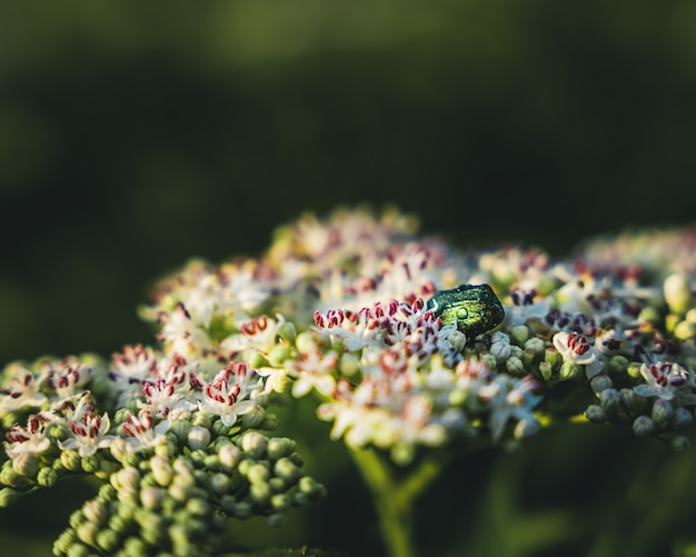 Flache Fokusaufnahme von Blumen