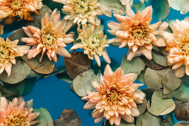 Flache, hellorangefarbene Chrysanthemen im blauen Wasser