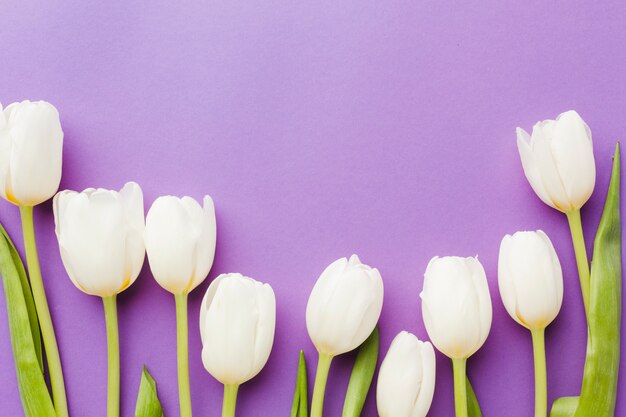 Flache Lage der weißen Tulpenblumen-Anordnung