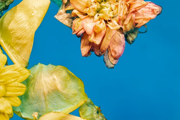 Flache Lage gelbe Blumen in der Wassernahaufnahme