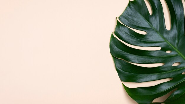 Flache Lage von Monstera-Blatt mit Kopierraum