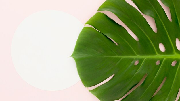 Flache Lage von Monstera Blatt