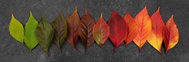 Flache Lage von schön gefärbten Herbstblättern