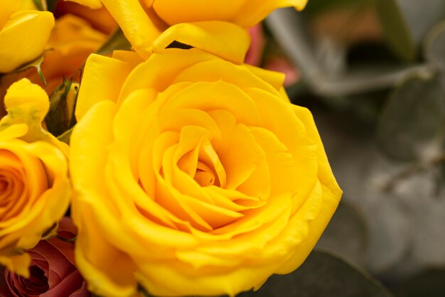 Flache Lage wunderschön geblühter bunter Rosenblüten