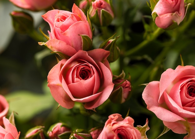 Flache Lage wunderschön geblühter bunter Rosenblüten