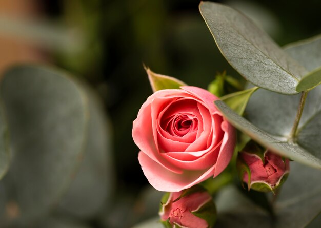 Flache Lage wunderschön geblühter bunter Rosenblüten