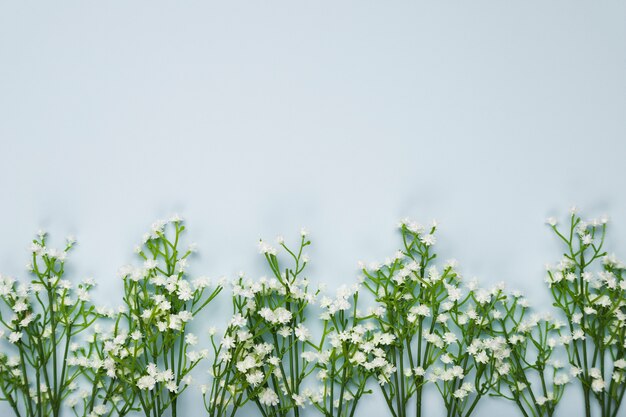 Flache Laienblüten mit Kopieraum