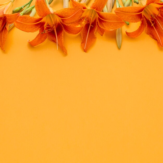 Flache orangefarbene Lilien mit Kopierraum