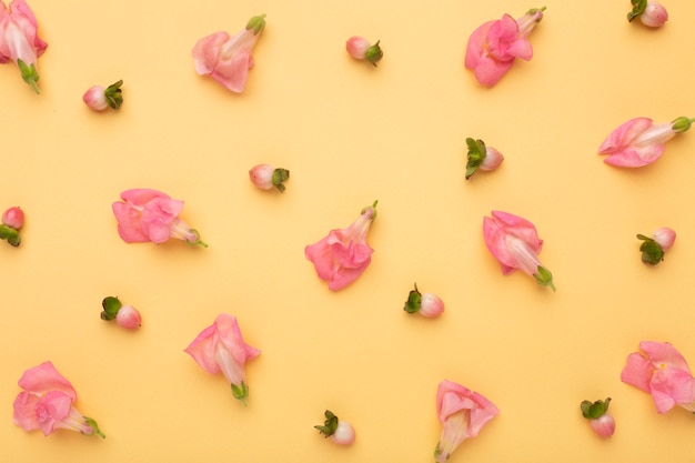 Flache schöne Komposition von Blumen