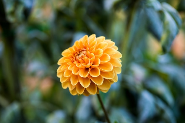 Flacher Fokus der gelben Blume während des Tages