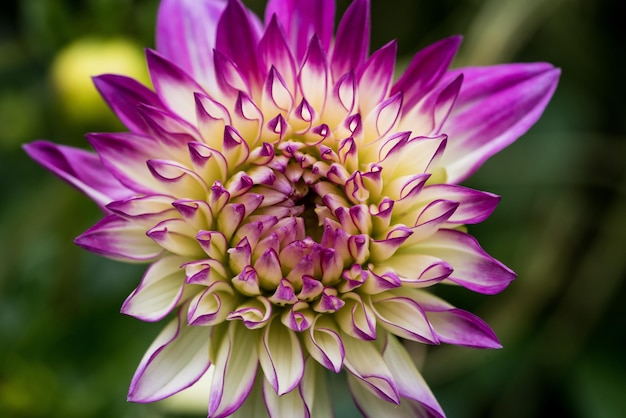 Kostenloses Foto flacher fokus einer dahlienblume mit verschwommenem hintergrund