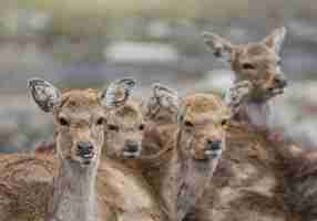 Kostenloses Foto flacher fokus einer hirschherde im freien