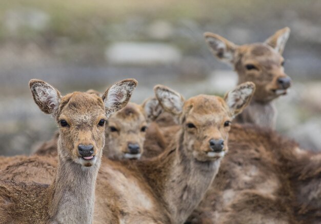 Flacher Fokus einer Hirschherde im Freien