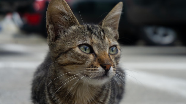 Flacher Fokus einer Katze mit durchdringenden grünen Augen