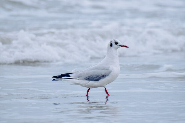 Flacher Fokus einer Möwe am Strand an einem trüben Tag