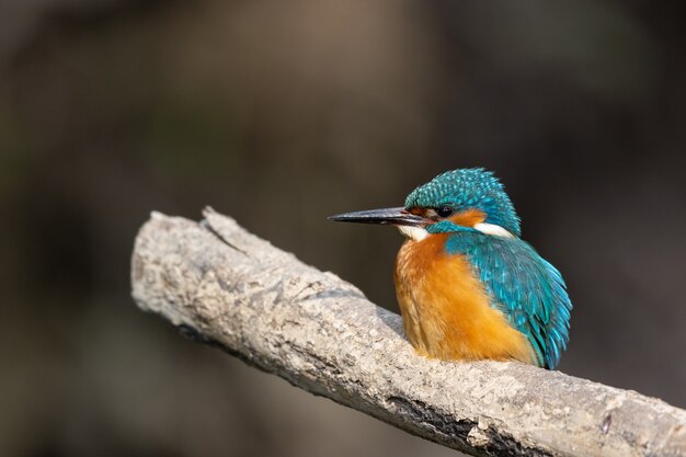 Flacher Fokus eines bunten Eisvogels, der auf einem Ast sitzt