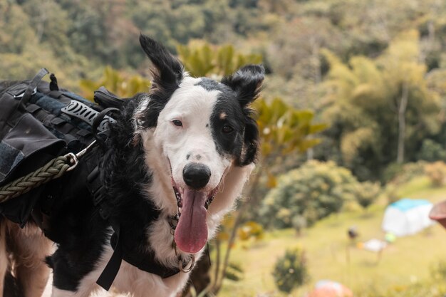 Flacher Fokus eines entzückenden Border-Collie-Hundes im Wald