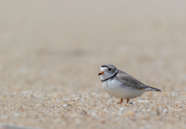 Kostenloses Foto flacher fokus eines kleinen vogels an einem trüben tag am strand