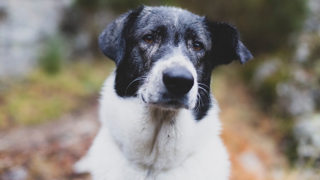 Flacher Fokus Nahaufnahme eines schwarz-weißen Hundes