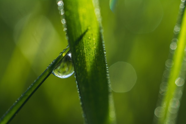 Flacher Fokus-Nahaufnahmeschuss eines Tautropfens auf dem Gras mit Bokeh-Hintergrund