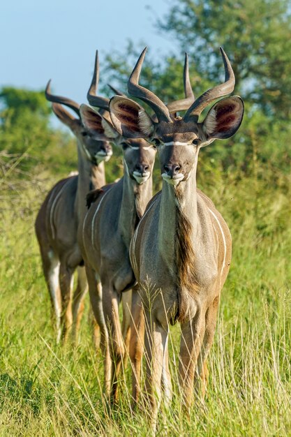 Flacher Fokus vertikaler Schuss von drei jungen Kudu-Antilopen, die auf einem Grasboden stehen