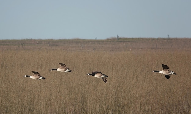 Flacher Fokus von Gänsen, die an einem trüben Tag über ein Feld fliegen