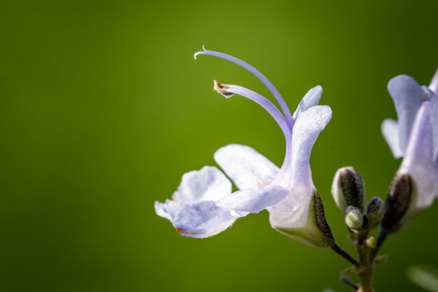 Flacher Fokus von lila Blüten
