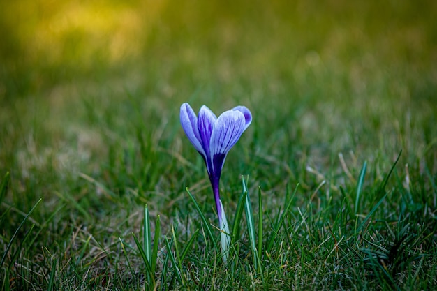 Flacher Fokusschuss einer blauen Krokusblume in einem grünen Grasfeld