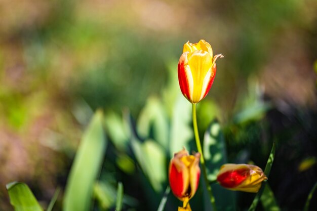 Flacher Fokusschuss einer gelben Tulpenblume im Garten