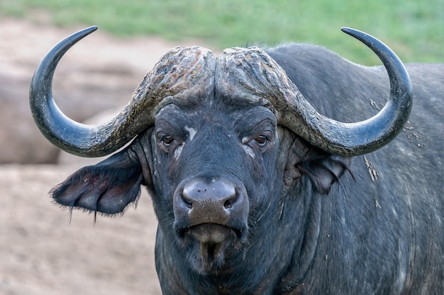 Flacher Fokusschuss eines afrikanischen Büffels mit einem unscharfen Hintergrund