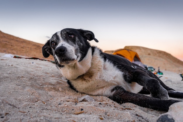 Flacher Fokusschuss eines alten Hundes, der auf einem sandigen Oberflächenboden ruht