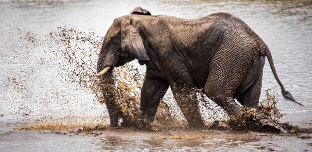 Flacher Fokusschuss eines Elefanten, der Wasser auf einen See spritzt