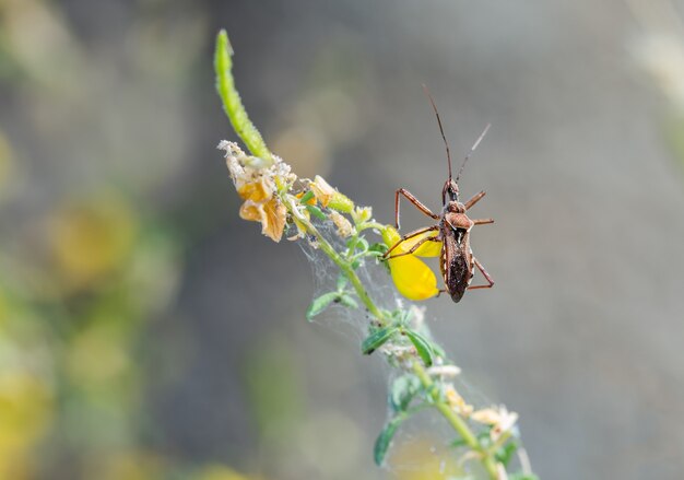 Flacher Fokusschuss eines Käfers, einer Art Attentäter und Käfer mit Fadenbeinen