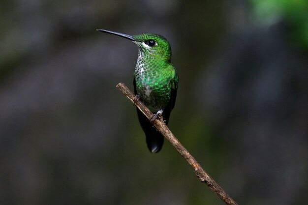 Flacher Fokusschuss eines Kolibris auf einem Ast