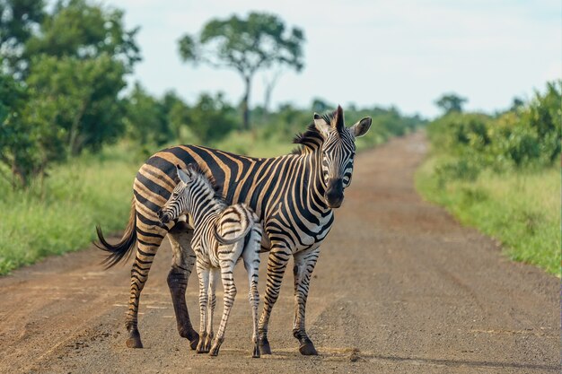 Flacher Fokusschuss eines Mutterzebras mit ihrem Baby, das auf der Straße steht