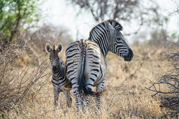 Flacher Fokusschuss eines Mutterzebras mit ihrem Baby, das auf einem trockenen Grasfeld steht