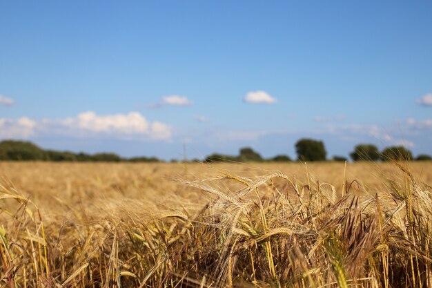 Flacher Fokusschuss eines Weizenfeldes mit einem verschwommenen blauen Himmel