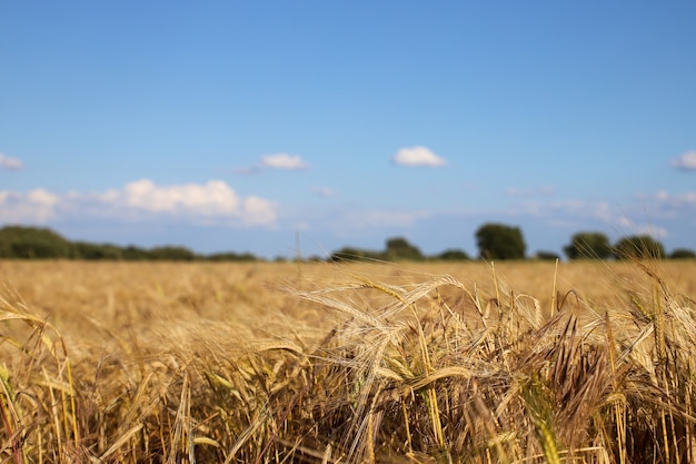 Flacher Fokusschuss eines Weizenfeldes mit einem verschwommenen blauen Himmel