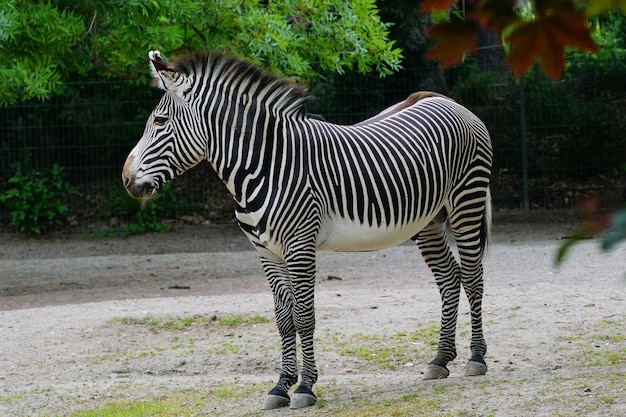 Flacher fokusschuss eines zebras, das am park steht